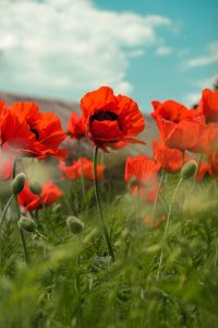 Poppy Image