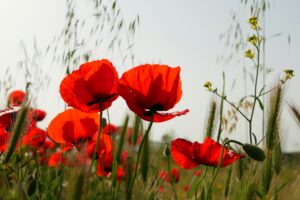 Poppies